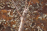 Stick Insect (Hyrtacus tuberculatus) (Hyrtacus tuberculatus)